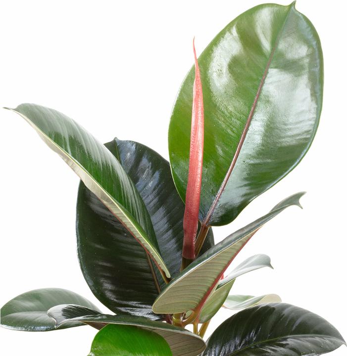 Produktbild Flowerbox Gummibaum - Ficus elastica "Robusta" (50 cm)