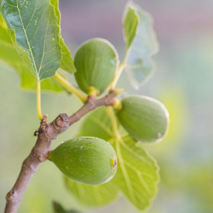 Actual product image Plant in a Box Citrus calamondin, citrus limon, ficus carica, olea - set of 4 Mediterranean fruit trees (25 cm)