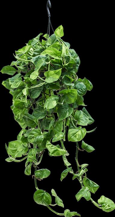 Actual product image Mahaloplants Scindapsus Global Green (40 cm)