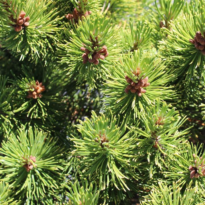 Immagine prodotto Zulauf Zwerg-Berg-Föhre / Pinus mugo 'Winter Gold' (35 cm)
