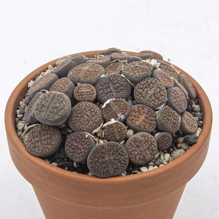 Immagine prodotto Kakteen Gautschi Set di succulente 4 (15 cm)