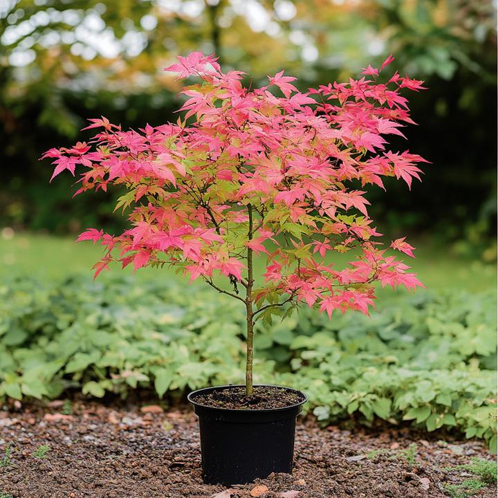 Produktbild Plant in a Box Acer palmatum 'Beni Maiko' - 2er Set Ahornbäume (60 cm)