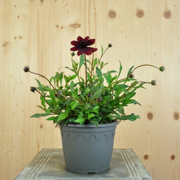 Produktbild Säntispracht 2 er Set, Die duftende Schokoladenkosmee - Cosmos atrosanguineum Chocamocha (50 cm)