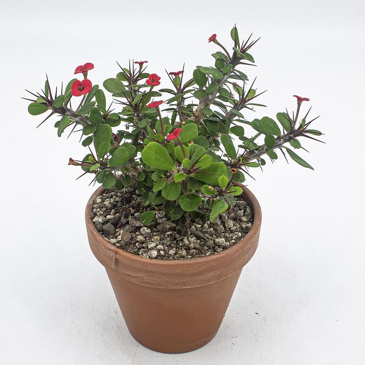 Image du produit Kakteen Gautschi Euphorbia milii Set (25 cm)