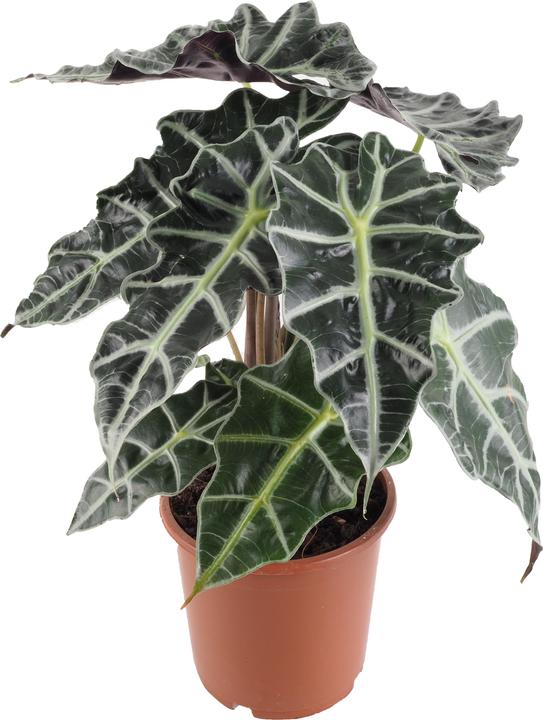 Immagine prodotto Migros Ostschweiz Alocasia Polly (50 cm)