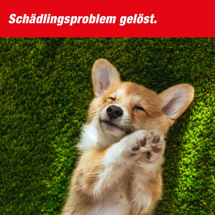 Productafbeelding Super Cat Rattenfalle PRO SuperCat 1er