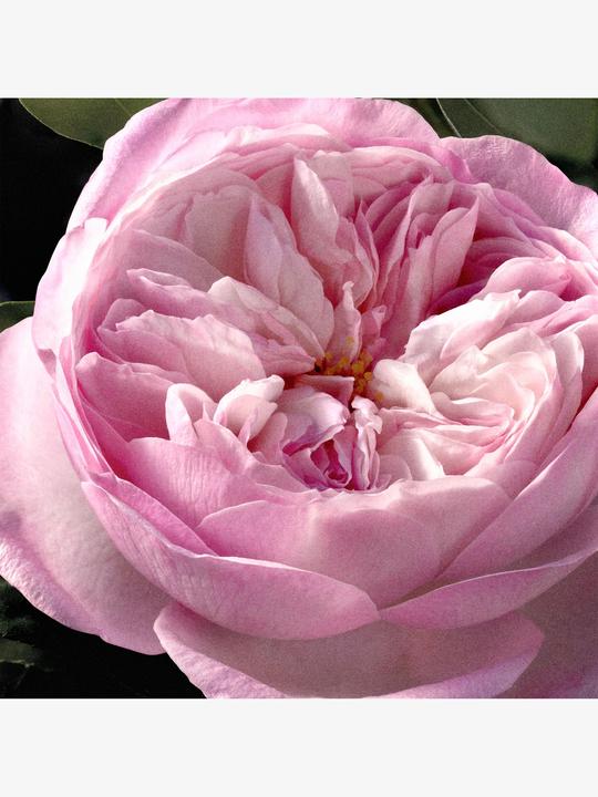 Immagine prodotto Chloé Rosa Naturale Intensa Eau de Parfum Ricarica (Eau de parfum, 150 ml)
