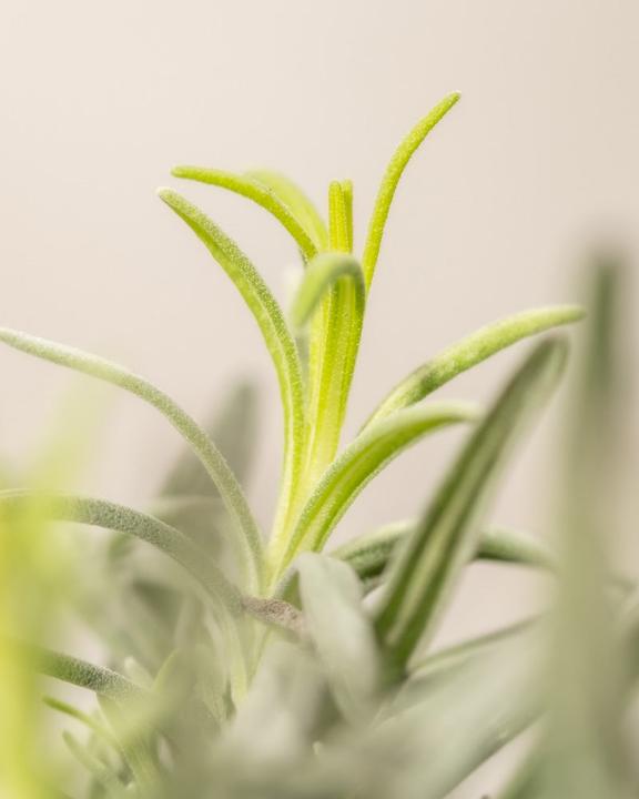 Produktbild feey Lavendel (15 cm, Tierfreundlich)