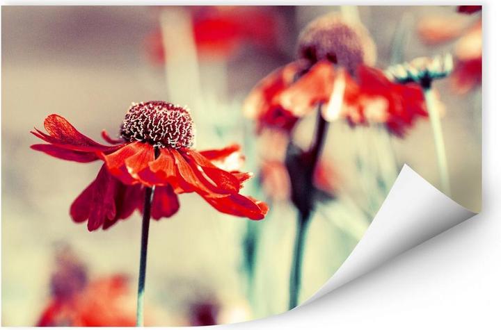 Actual product image Trenddeko red coneflower (30 x 20 cm)