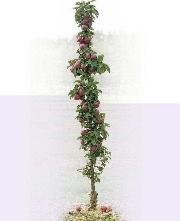 Image du produit Lubera Pomme colonnaire Malini Subito