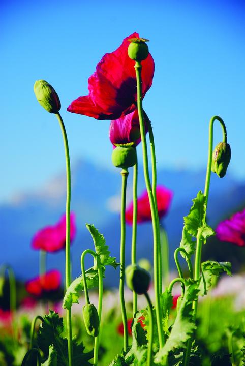 Produktbild Zollinger Bio Mohn, Karminroter (einjährig) (Keimlinge)