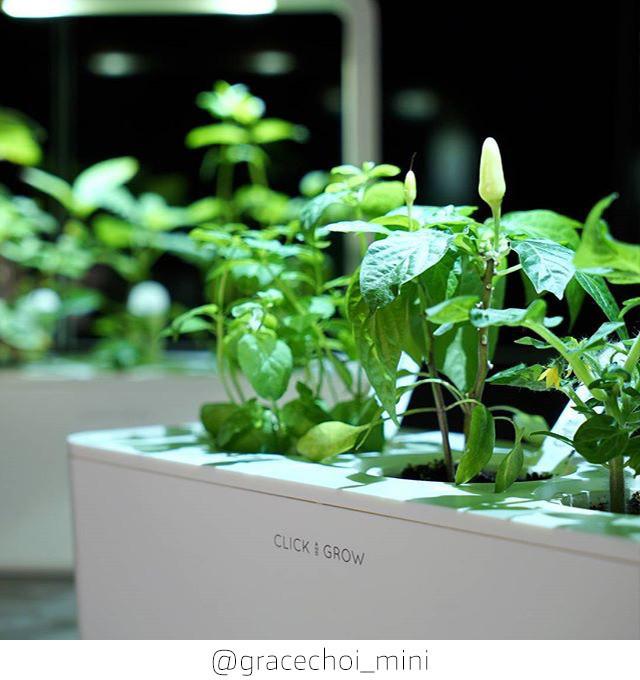 Actual product image Click and Grow Chili (Vegetable seeds)