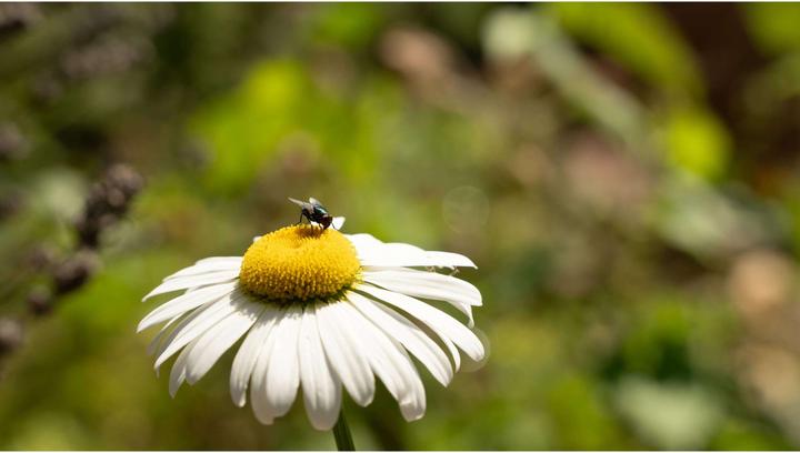 Immagine prodotto Sigma 28-105 mm F2.8 DG DN | Art, Sony-E (Sony E, Full-frame)