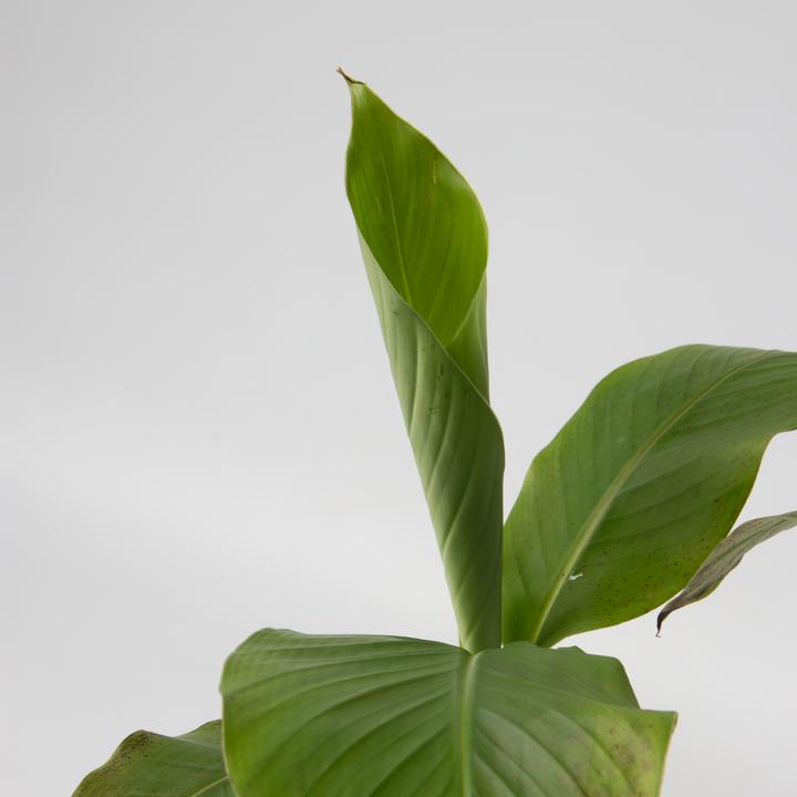 Produktbild Plant in a Box Musa Basjoo - (25 cm)
