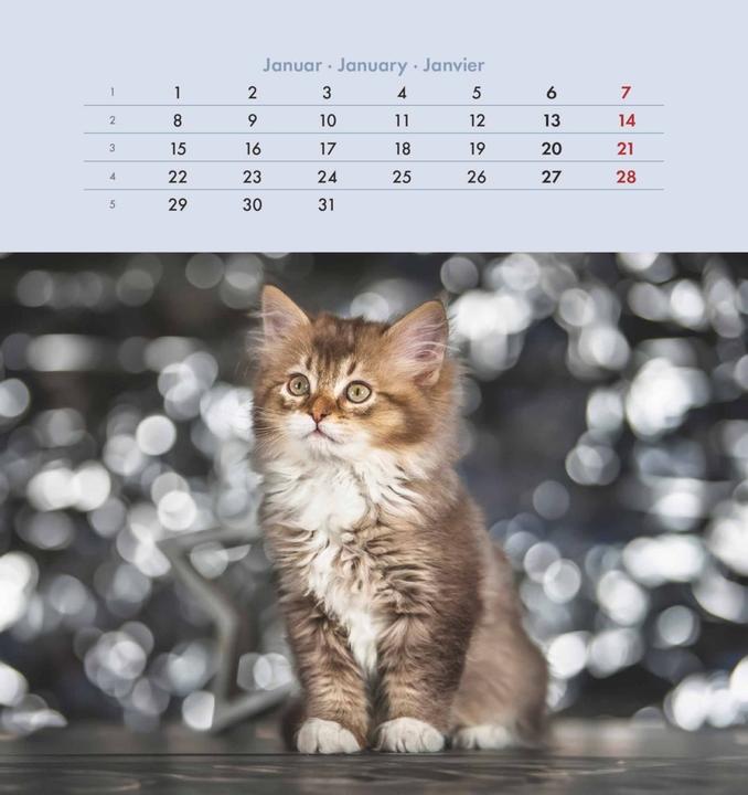 Produktbild Alpha Edition Schmusekatzen 2025 Postkartenkalender, 16x17cm, Kalender mit Postkarten zum (16 x 17 cm, Harter Einband, Deutsch)