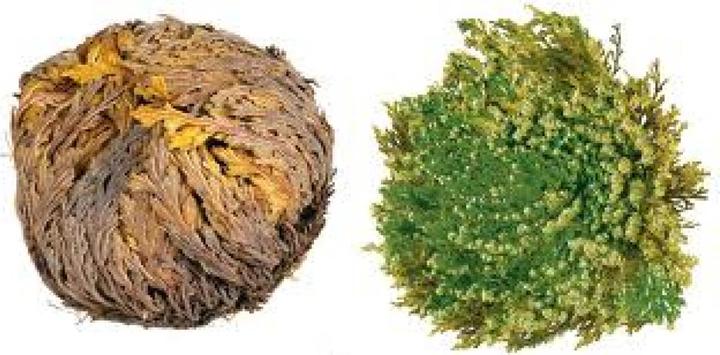 Image du produit Tropica Rose de Jéricho (Graines de plantes)