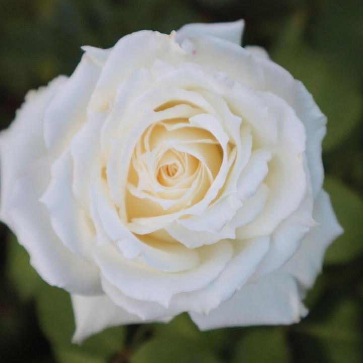 Actual product image Plant in a Box Rosa Palace 'Kailani' - set of 2 stem roses (80 cm)