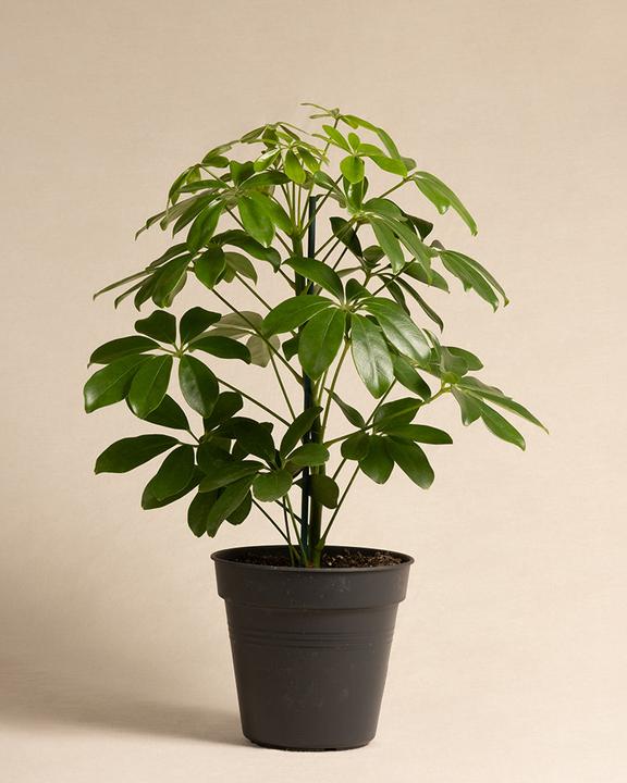 feey Schefflera (55 cm, Frisch umgetopft)