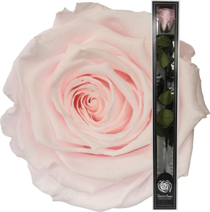 Produktbild Migros Ostschweiz Premium Stielrose (Stabilisierte Rose) (Infinity Blumen)