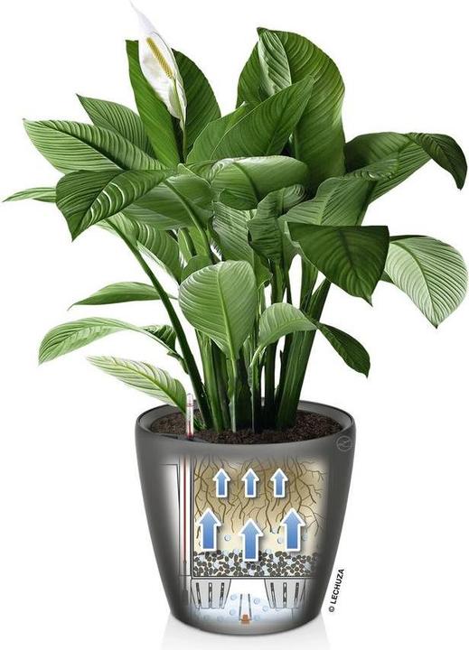 Produktbild Lechuza Classico (28.50 cm)