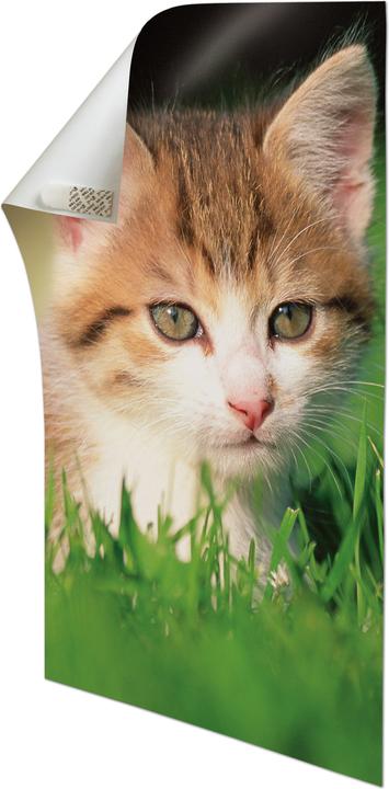 Immagine prodotto Command Strisce di poster (0.50 kg)