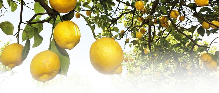 Actual product image Weleda Citrus (200 ml, Bath oil)