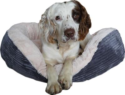Actual product image Rosewood Hondenmand Ovaal Jumbo Cord Pluche Grijs / Creme (Dog)