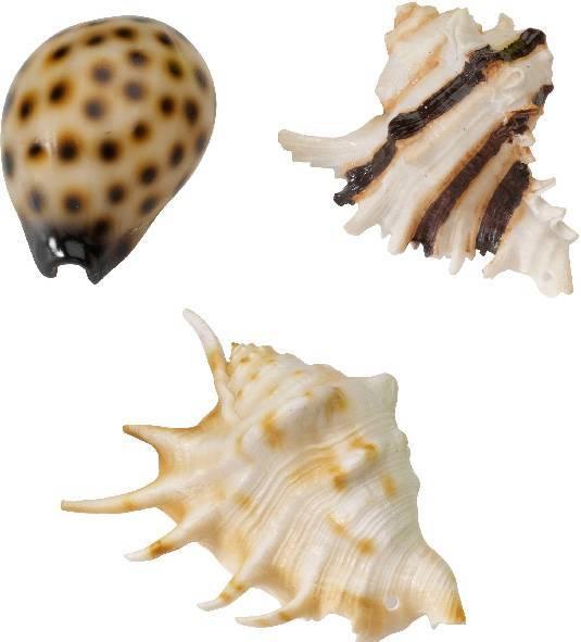 Actual product image Europet Shells, 8.5 x 10 cm, assorted (Embellishment, other buildings)