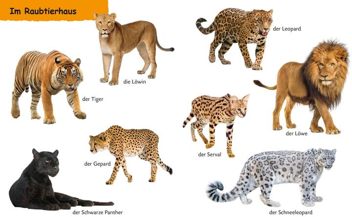Produktbild Kennst du Zootiere (Deutsch, 2019)