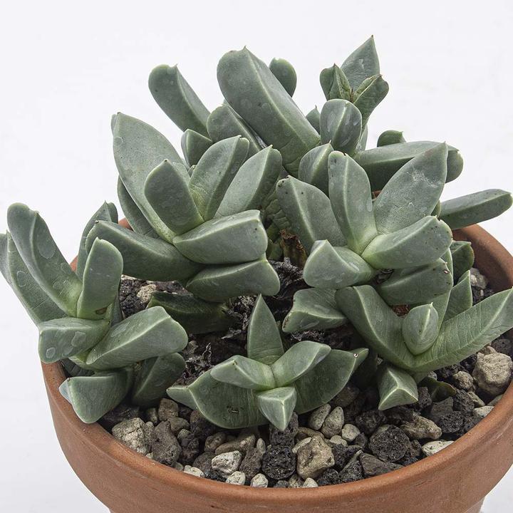Immagine prodotto Kakteen Gautschi Set di succulente 4 (15 cm)