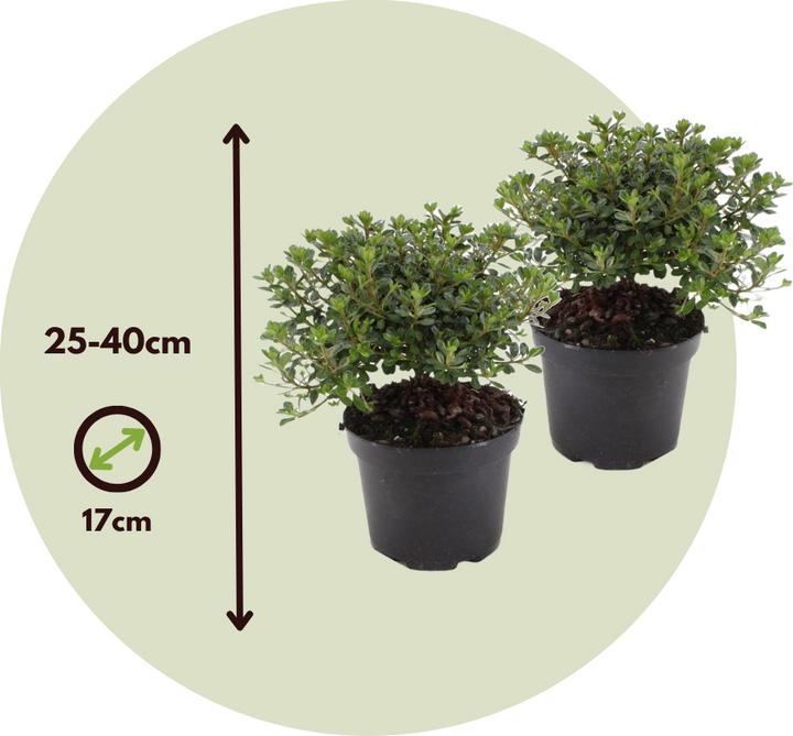 Image du produit Plant in a Box Rhododendron azalea 'Anouk' - Set de 4 azalées (25 cm)