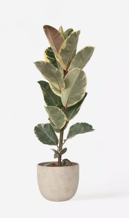 Produktbild Plant in a Box Ficus Elastica Tineke - Gummibaum (90 cm)