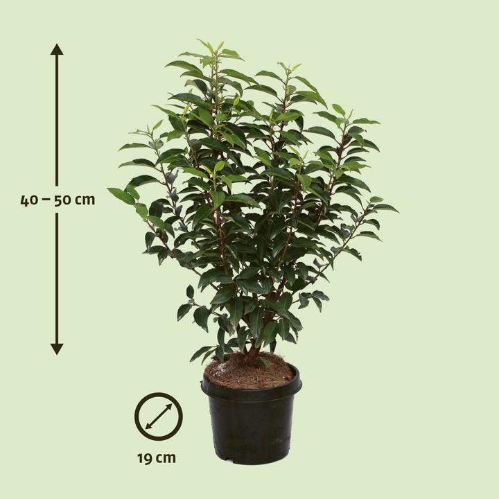Produktbild Zulauf Portugiesischer Kirschlorbeer / Prunus lusi. 'Angustifolia' (50 cm)