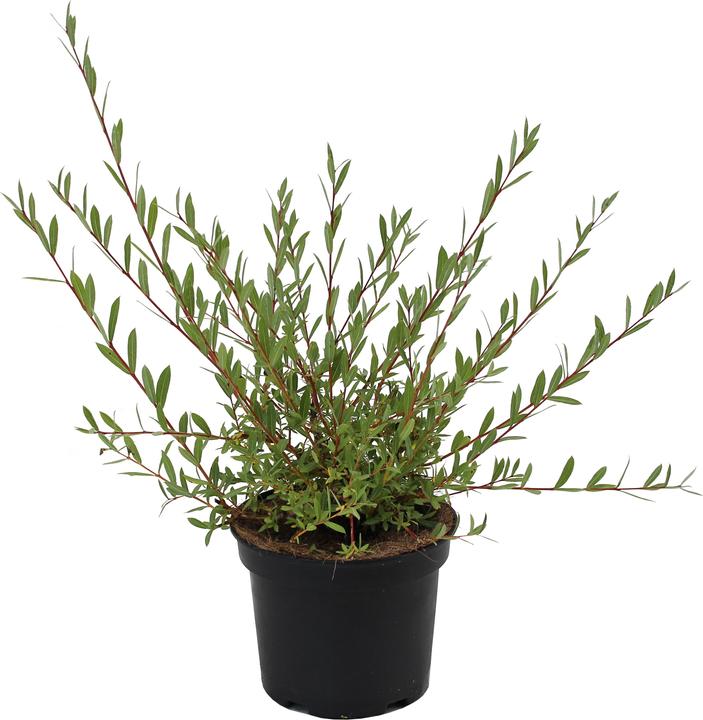Produktbild Zulauf Purpur-Weide / Salix purpurea (50 cm)