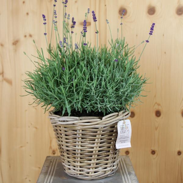 Produktbild Säntispracht Der mediterrane duft Lavendel im dekorativen Korb- Lavandula (40 cm)