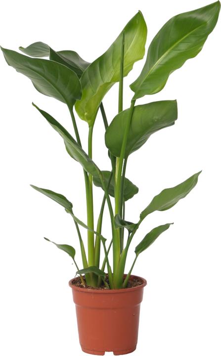 Produktbild Plant in a Box Strelitzia Nicolai - Paradiesvogelblume (55 cm)