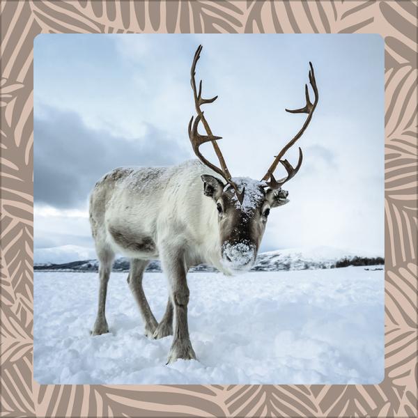 Produktbild Achtung wild - Tiere aus aller Welt 2026 (30 x 30 cm, Harter Einband, Deutsch)