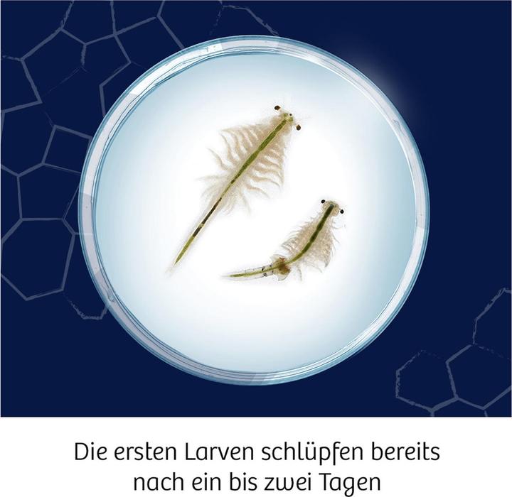 Image du produit Kosmos FunScience Crabes salés grouillants