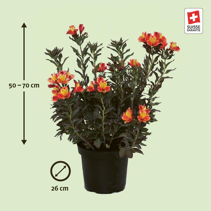Produktbild Zulauf Alstroemeria 'Indian Summer'® / Inkalilie 'Indian Summer' ® (50 cm)