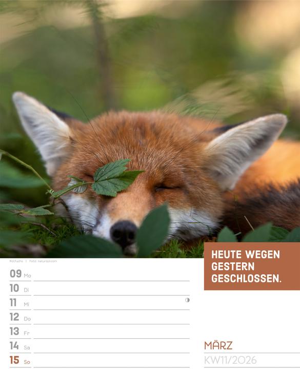 Actual product image Tierisch! Sprüchekalender - Wochenplaner Kalender 2026 (25 x 33 cm, Hardcover, German)