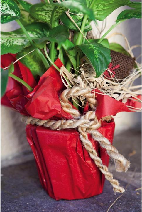 Produktbild Windhager Jute-Zopf