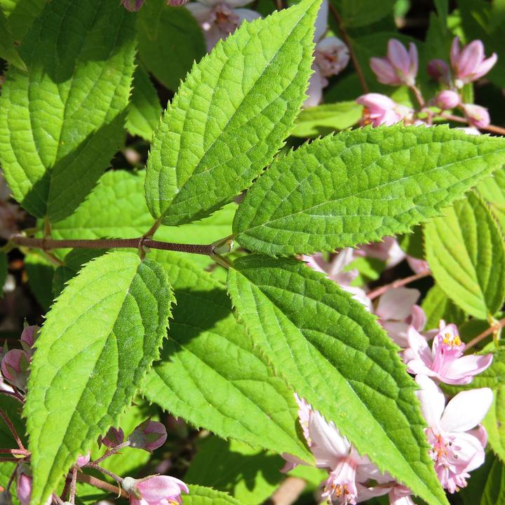 Produktbild Zulauf Rosen-Deutzie / Deutzia hyb. 'Mont Rose' (100 cm)