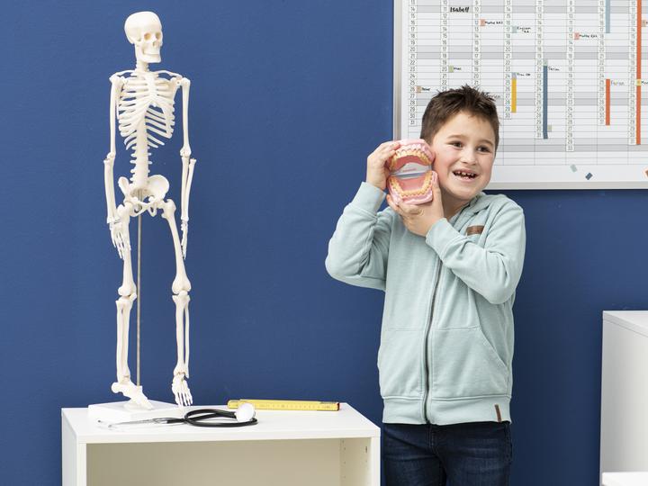 Productafbeelding Betzold Kaak- en gebitsmodel