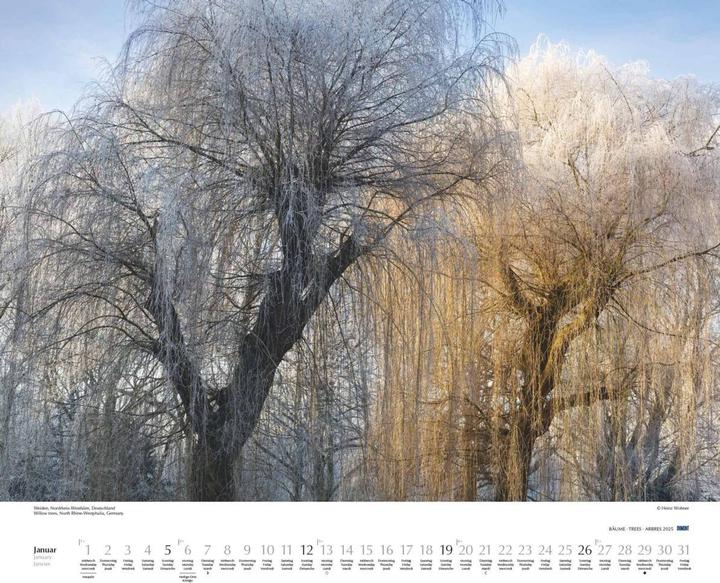Image du produit Arbres 2025 - Calendrier mural 60x50 cm - Reliure à spirale (50 x 60 cm, Couverture rigide, Allemand)