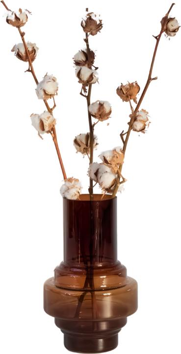 Immagine prodotto Plant in a Box Ramo di cotone - (40 cm)
