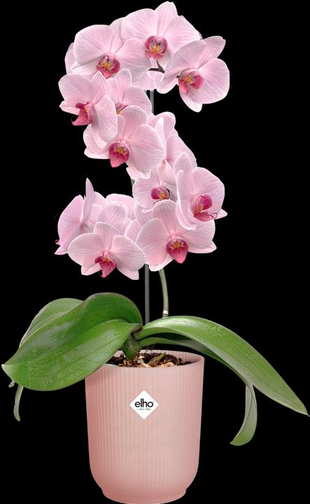 Image du produit Elho Vibes Fold Orchidée Haute (13 cm)