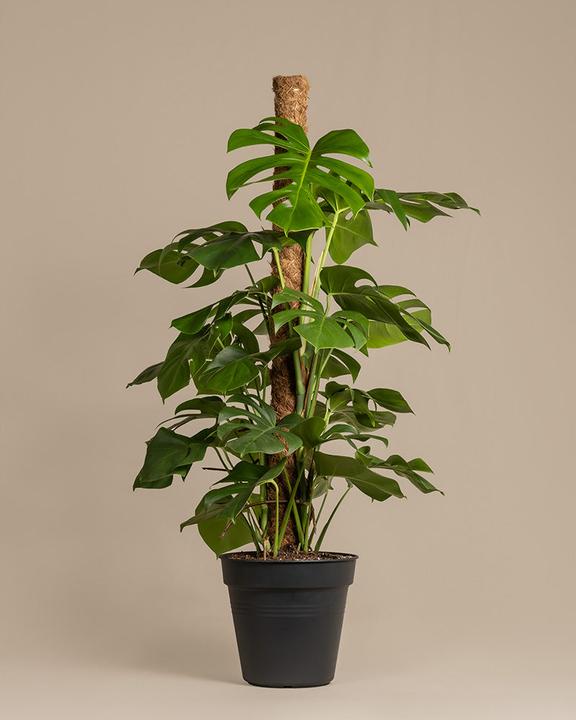 Immagine prodotto feey Monstera XL (125 cm, Appena rinvasata)