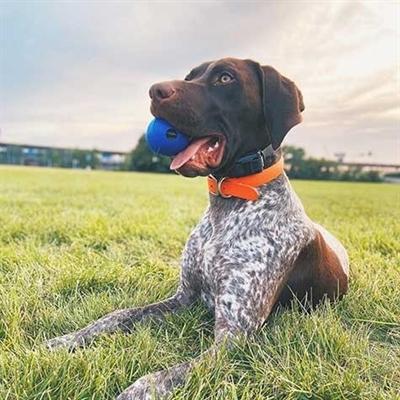 Actual product image Chuckit! Super Crunch Bal Blauw (Ball toy dog)