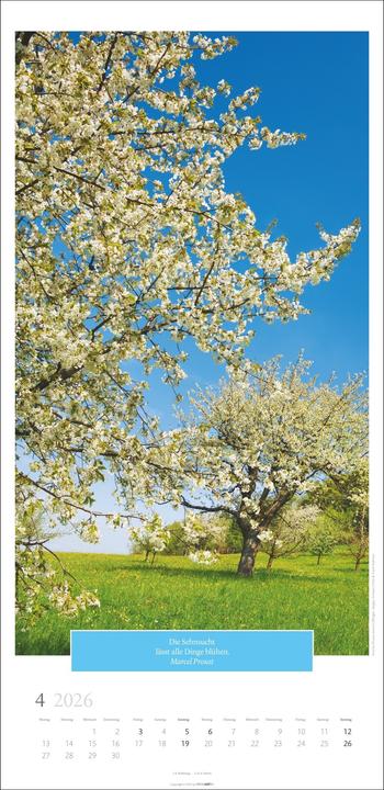 Actual product image Wunderwelt der Bäume Kalender 2026 (33 x 68 cm, German)