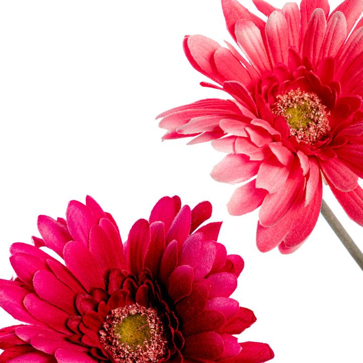 Image du produit DPI Gerbera (56 cm)